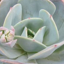 黄丽萍